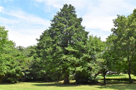 庭院樹種|庭木図鑑 植木ペディア